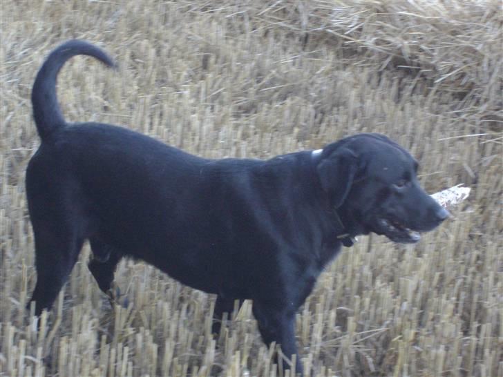 Labrador retriever blackie R.I.P min elsked  billede 18