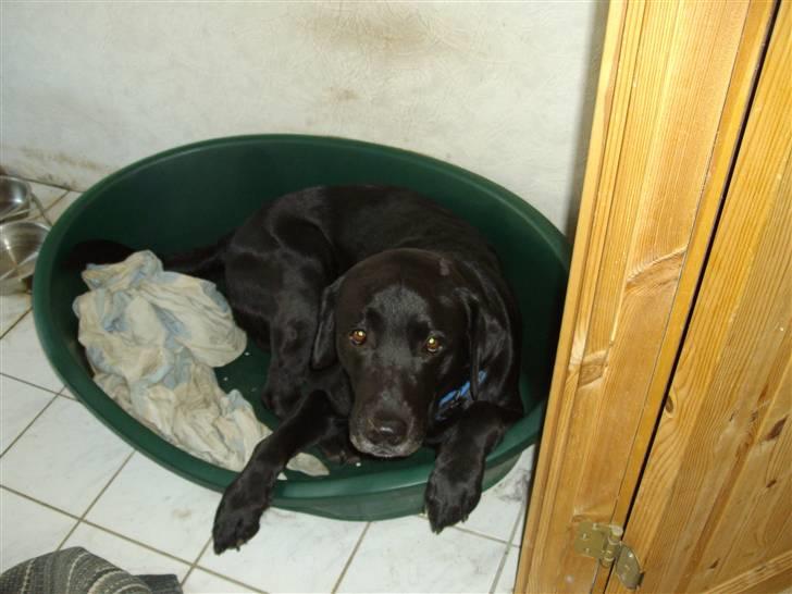 Labrador retriever blackie R.I.P min elsked  billede 19