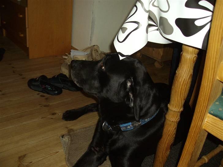 Labrador retriever blackie R.I.P min elsked  billede 20