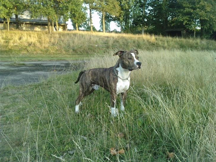 Amerikansk staffordshire terrier loui billede 10