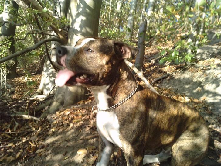 Amerikansk staffordshire terrier loui billede 11