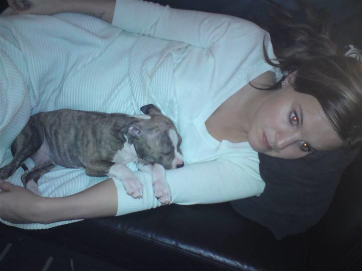 Amerikansk staffordshire terrier loui billede 12