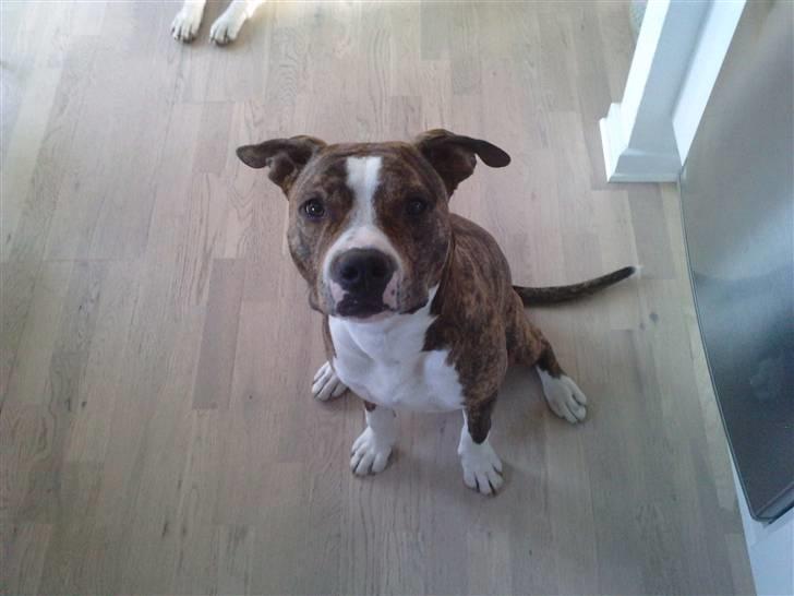 Amerikansk staffordshire terrier loui billede 13