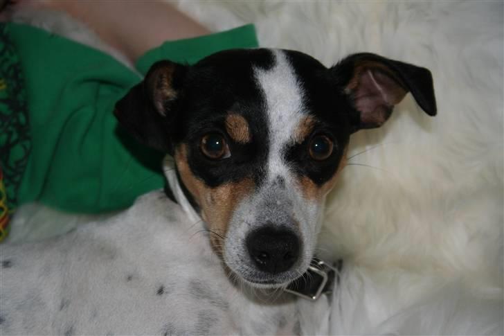 Dansk svensk gaardhund kvik RIP-2017 <3 - Hun ligger rigtig og råhygger :D billede 1