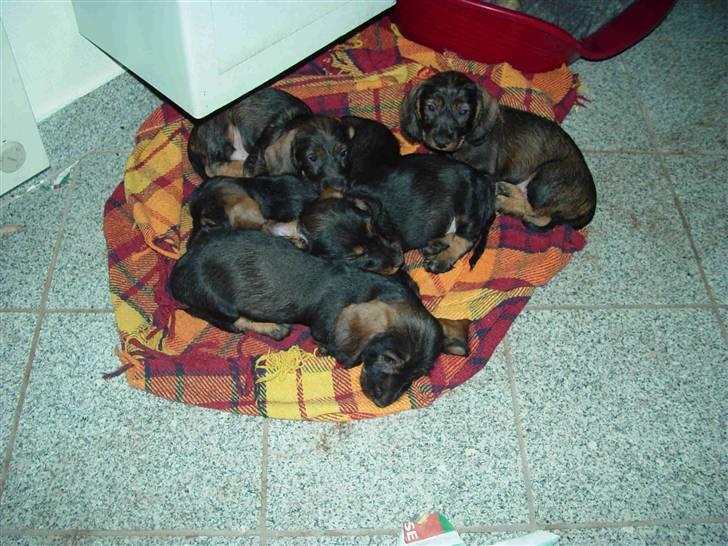 Gravhund Svendsen billede 7