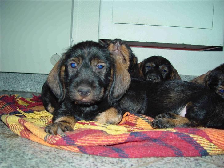 Gravhund Svendsen billede 8