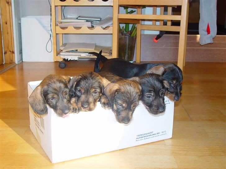 Gravhund Svendsen billede 9