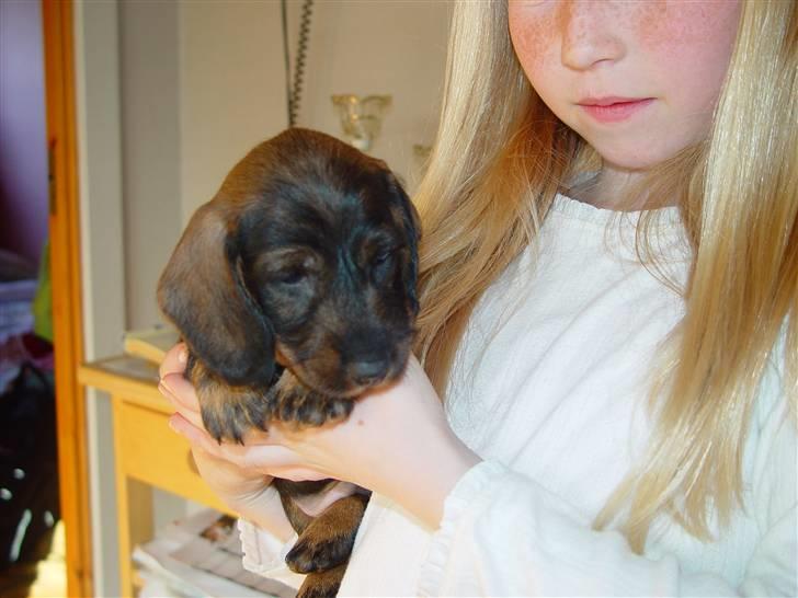 Gravhund Svendsen billede 10