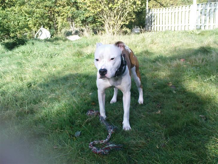 Amerikansk staffordshire terrier Kila billede 17