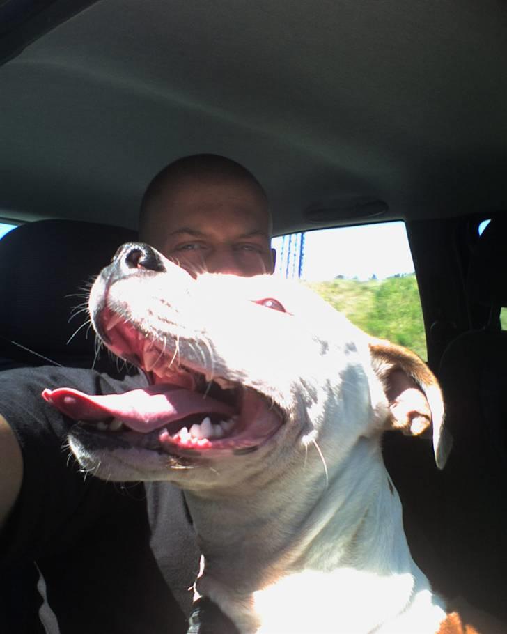 Amerikansk staffordshire terrier Kila billede 18