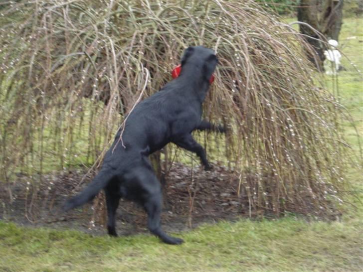 Labrador retriever Mille  billede 10