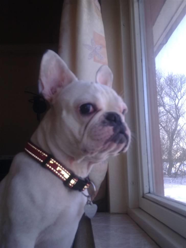 Fransk bulldog Zulo billede 3
