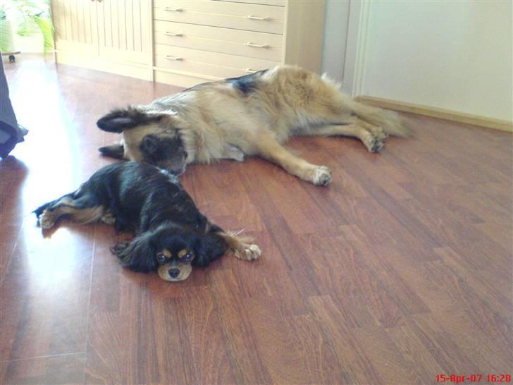 Cavalier king charles spaniel Daisy billede 13