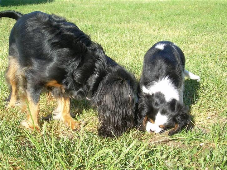 Cavalier king charles spaniel Daisy billede 14