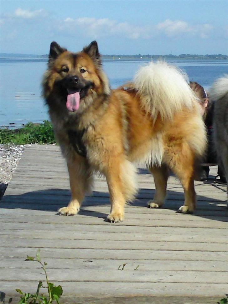 Eurasier kennel Eurojou - Smukke Bijou ved sanddupperne billede 13