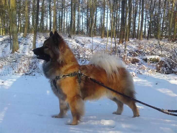 Eurasier kennel Eurojou - Bijou i hendes rette element billede 14