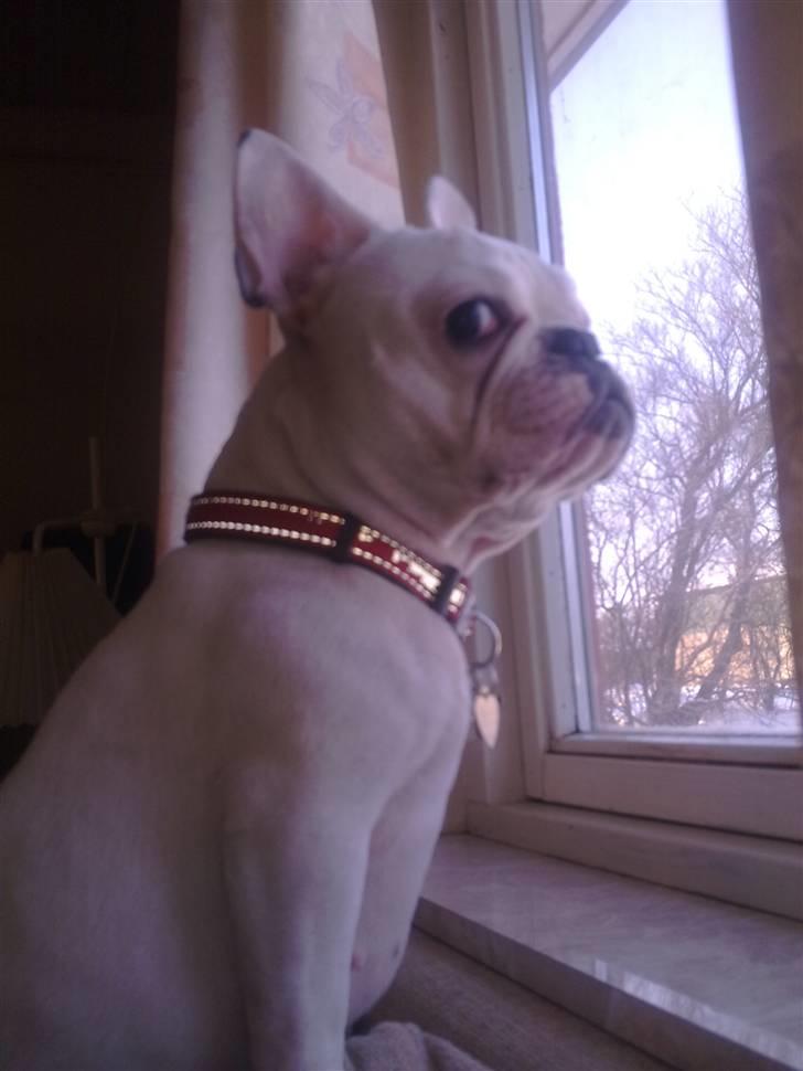 Fransk bulldog Zulo billede 4