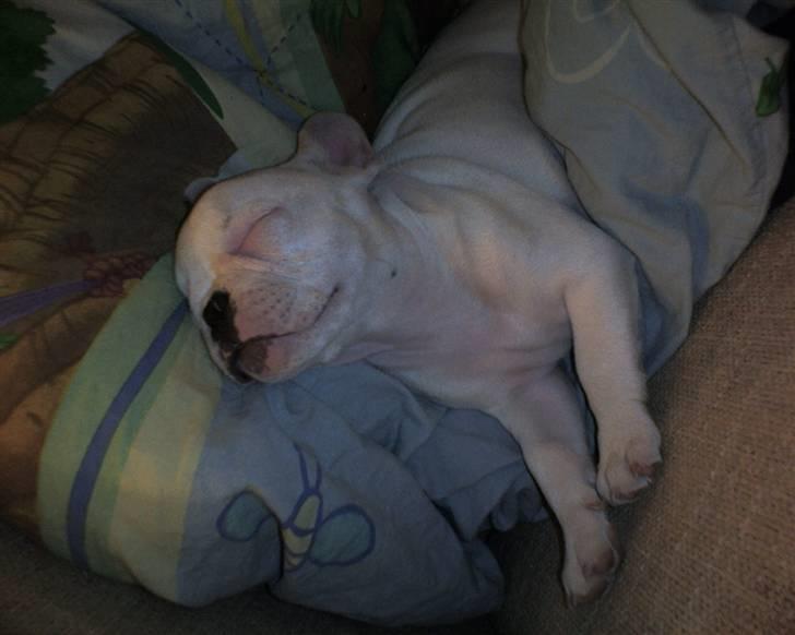 Fransk bulldog Zulo billede 5