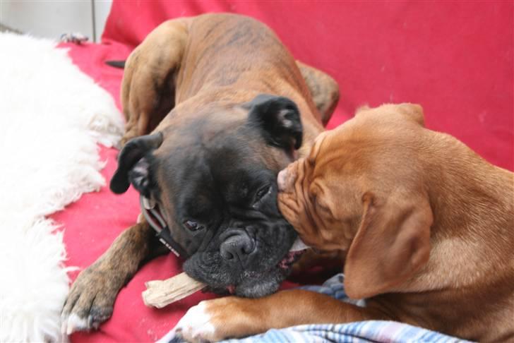 Boxer Rieckhol's Desto R.I.P.  billede 16