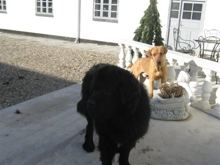 Newfoundlænder Findus - findus hjemme hos mine forældre  billede 13