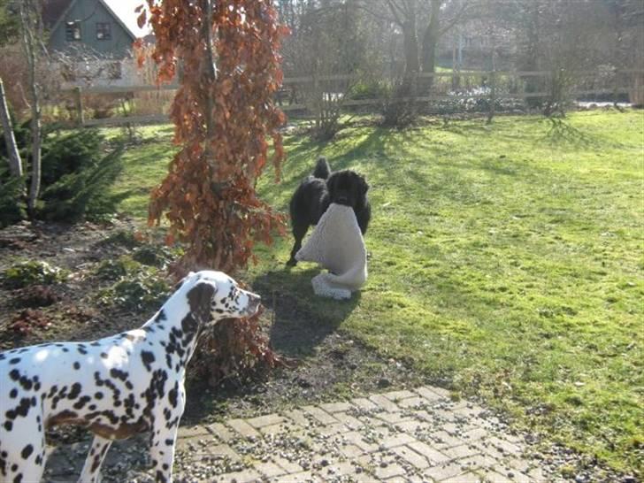Newfoundlænder Findus - findus har stjålet rajah´s tæppe billede 14