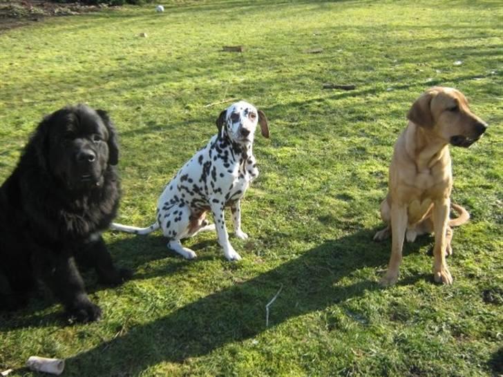 Newfoundlænder Findus - alle de 3 guldklumper :D  billede 15