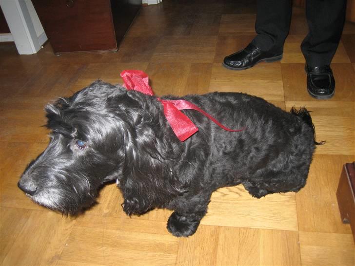 Blanding af racer Rollo R.I.P.  - Juleaften. Alle skal være pænt klædt på.  billede 7