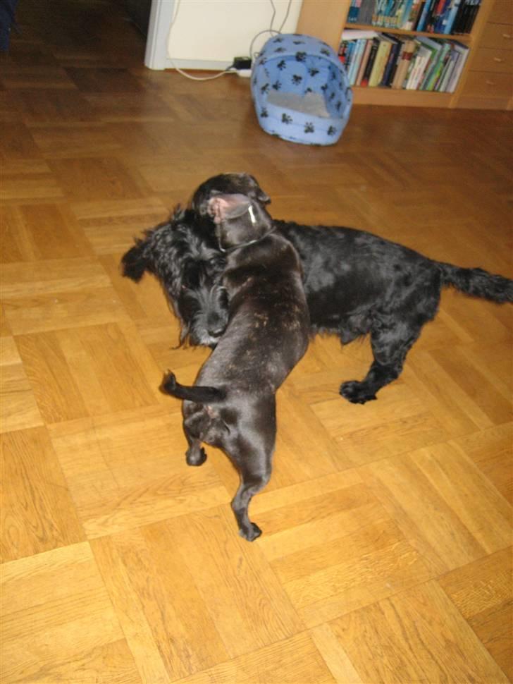 Blanding af racer Rollo R.I.P.  - En af mine "damer" Emma, blanding af Fransk Bulldog og Mops. billede 8