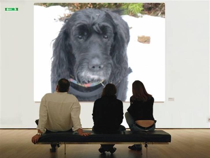 Blanding af racer Rollo R.I.P.  - Tænk at komme på Galleri billede 9