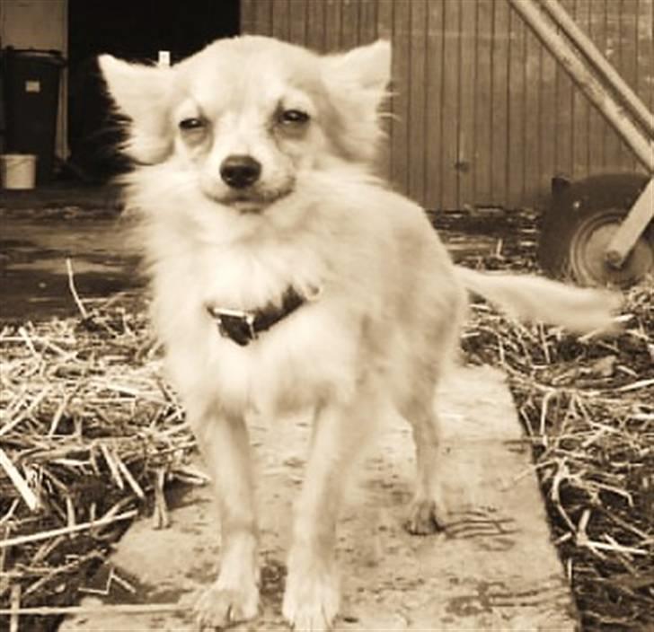 Chihuahua Daffy - Hej Jaa det er så MIN profil VELKOMMEN ! ! ! billede 1