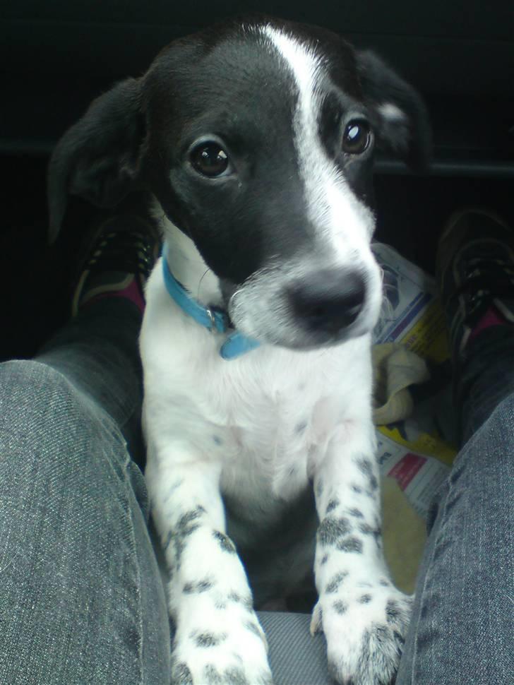 Dansk svensk gaardhund Bobo billede 1