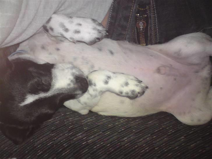 Dansk svensk gaardhund Bobo - Uhh det er bare dejligt og ligge på ryggen :D smiler billede 2