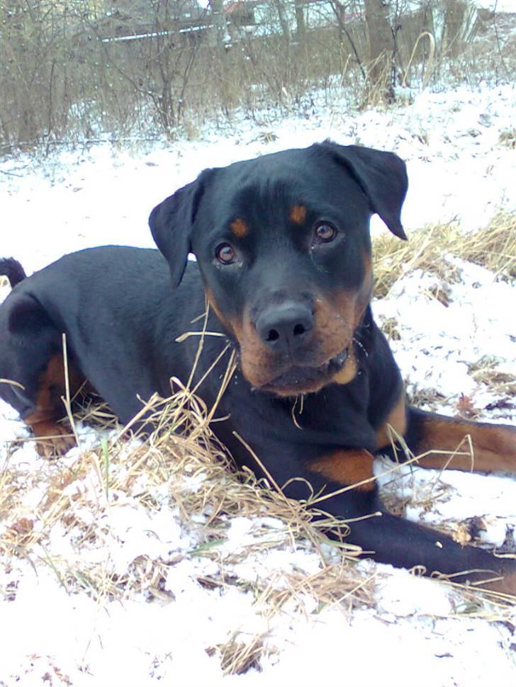 Rottweiler Chica - jeg elsker bar snee :) billede 5