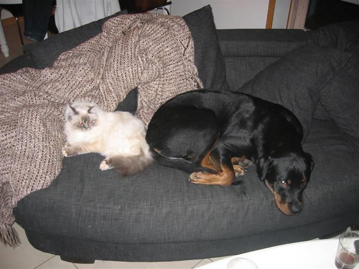 Rottweiler Chica - lille-piv er min yngling putte ven :) billede 6