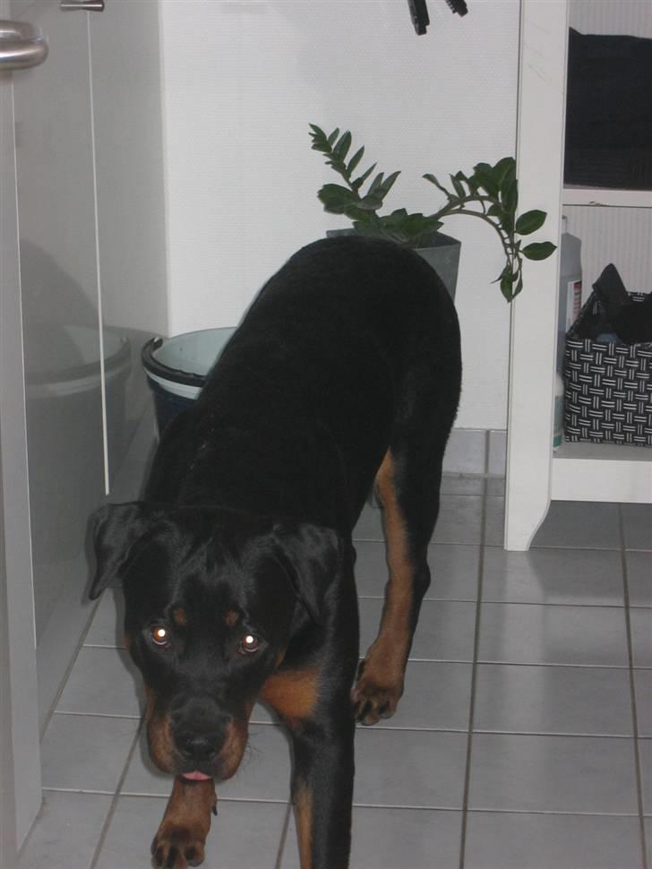 Rottweiler Chica - Nej moar... jeg drak ik af toilettet :P - så uskyldig man kan være billede 7