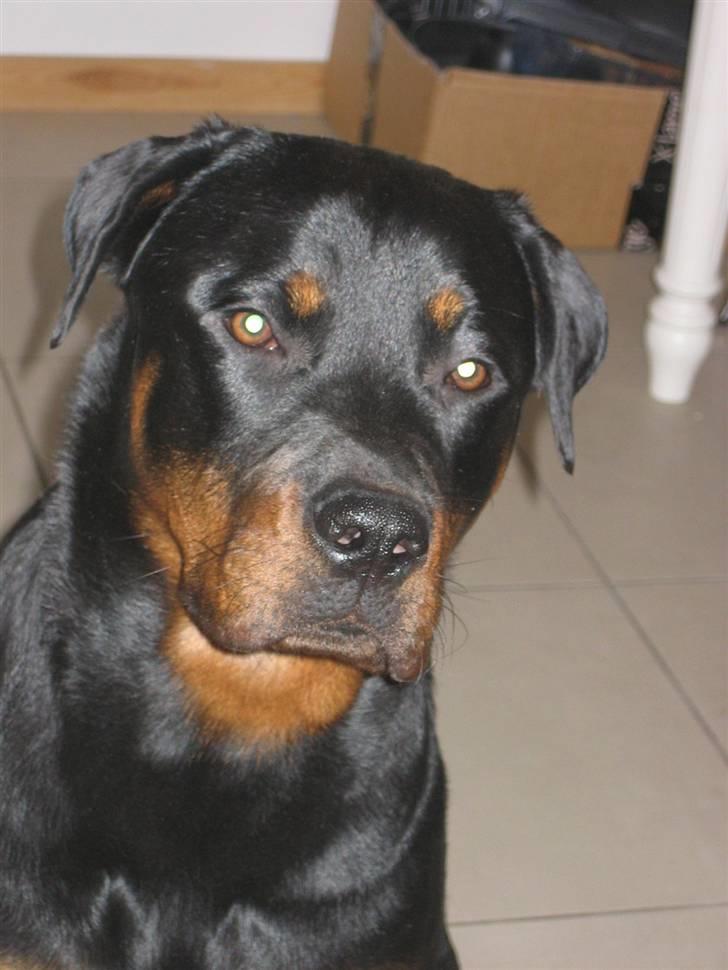 Rottweiler Chica billede 8