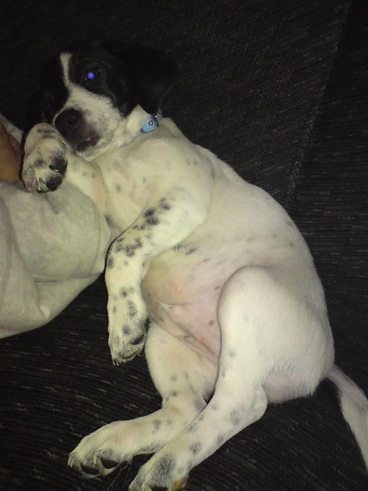 Dansk svensk gaardhund Bobo billede 3