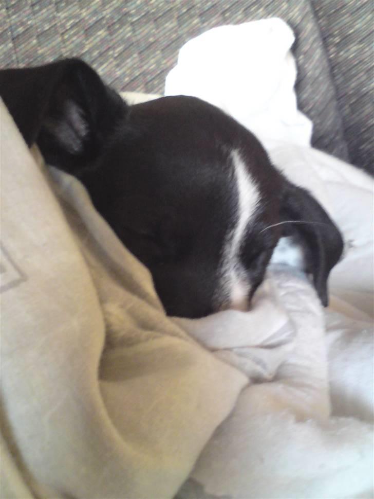 Dansk svensk gaardhund Bobo billede 4