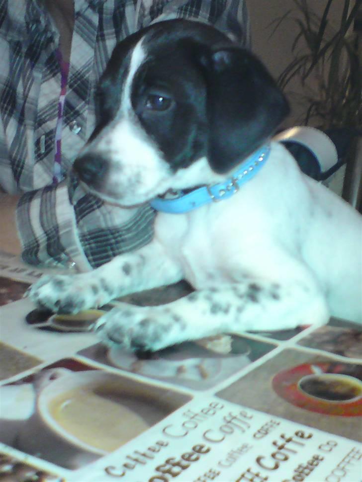 Dansk svensk gaardhund Bobo billede 5