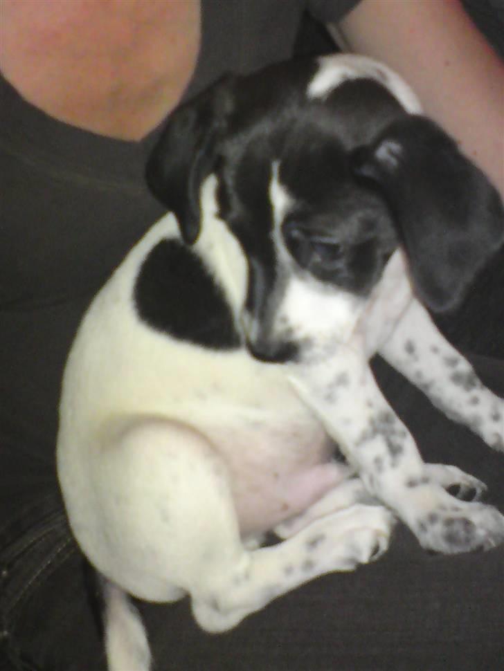 Dansk svensk gaardhund Bobo billede 6