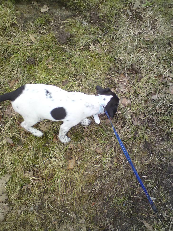 Dansk svensk gaardhund Bobo - mmm det lugter godt det her græs :D billede 7
