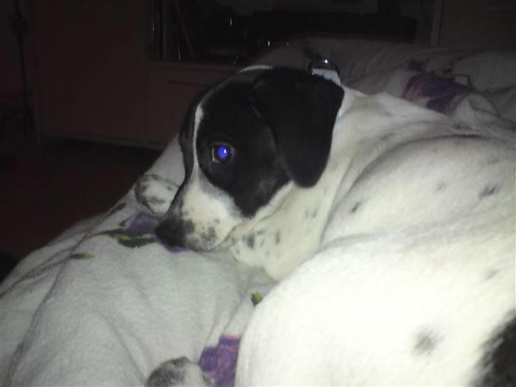 Dansk svensk gaardhund Bobo billede 8