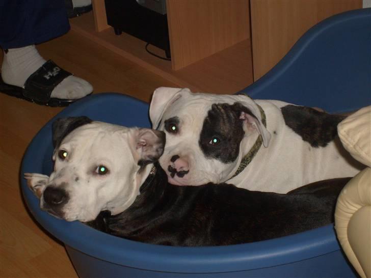 Blanding af racer Zitka billede 10