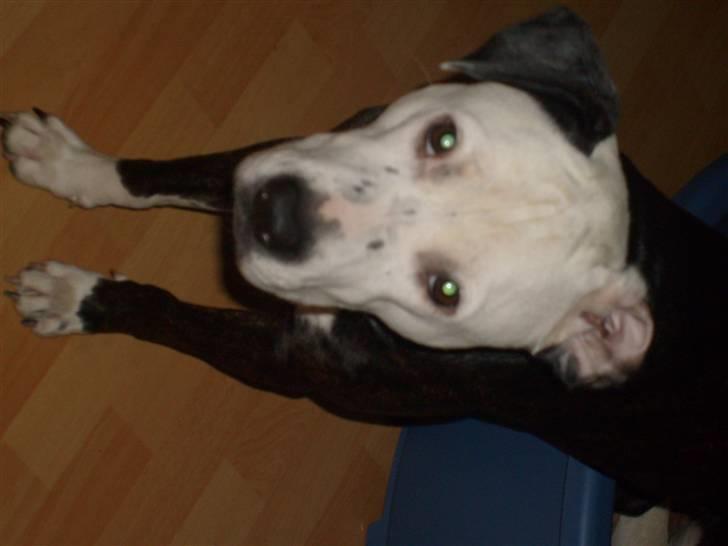 Blanding af racer Zitka billede 11