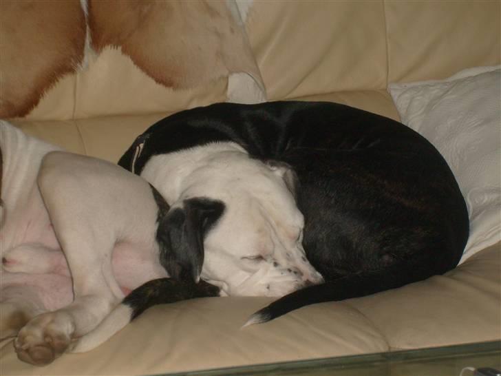 Blanding af racer Zitka billede 12