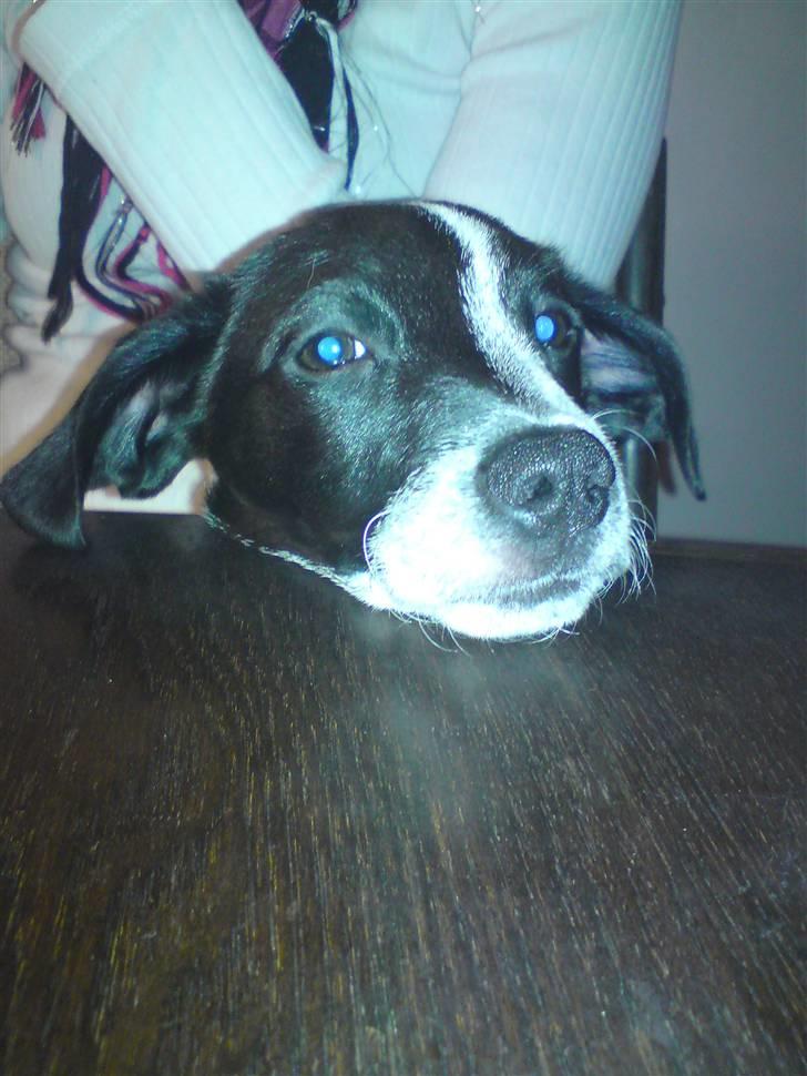 Dansk svensk gaardhund Bobo billede 9