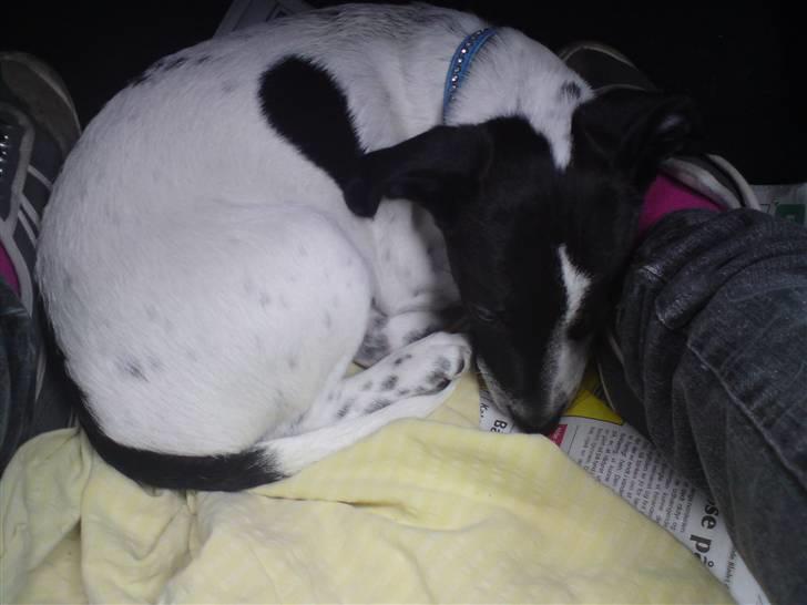 Dansk svensk gaardhund Bobo billede 10