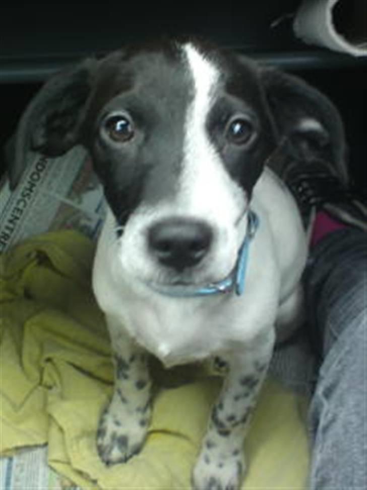 Dansk svensk gaardhund Bobo billede 11