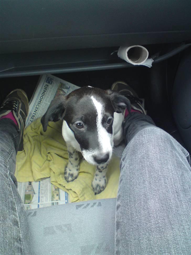 Dansk svensk gaardhund Bobo billede 12