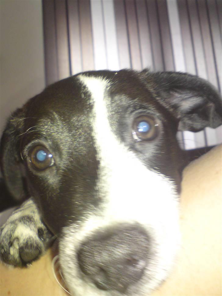 Dansk svensk gaardhund Bobo billede 13